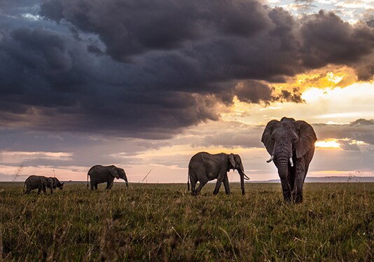 Kenya Tours Purpose Driven Travel | American Express Travel