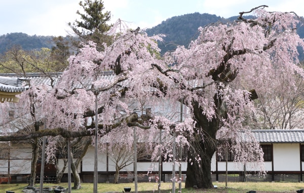 醍醐深雪桜（霊宝館奥）