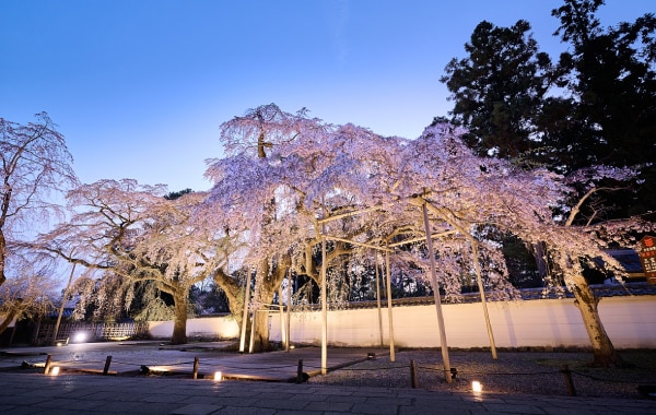 枝垂れ桜（霊宝館）