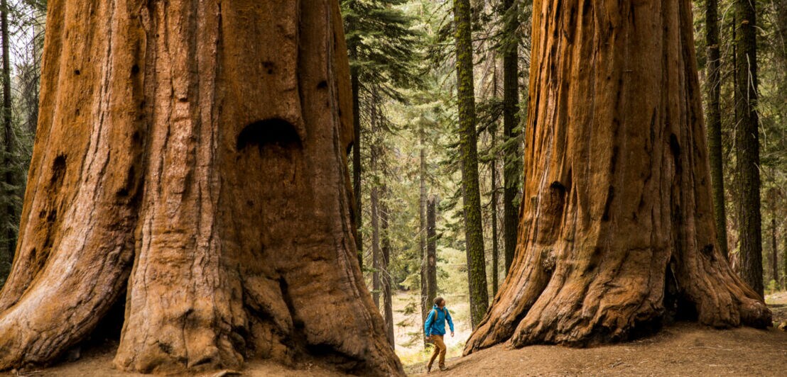 Ein Mann wandert durch den Sequoia-Nationalpark an den monumentalen Stämmen der Mammutbäume vorbei
