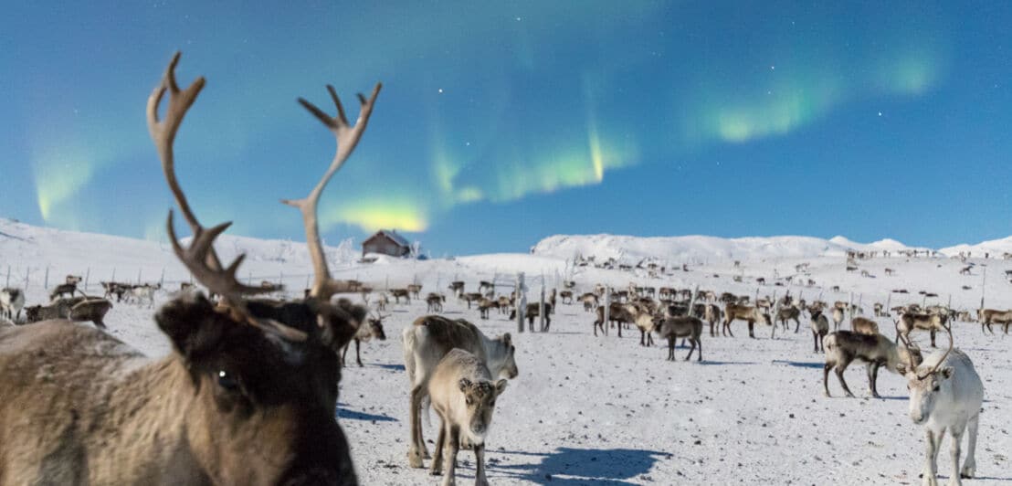 Eine Herde Rentiere im Schnee, im Hintergrund Polarlichter am blauen Himmel
