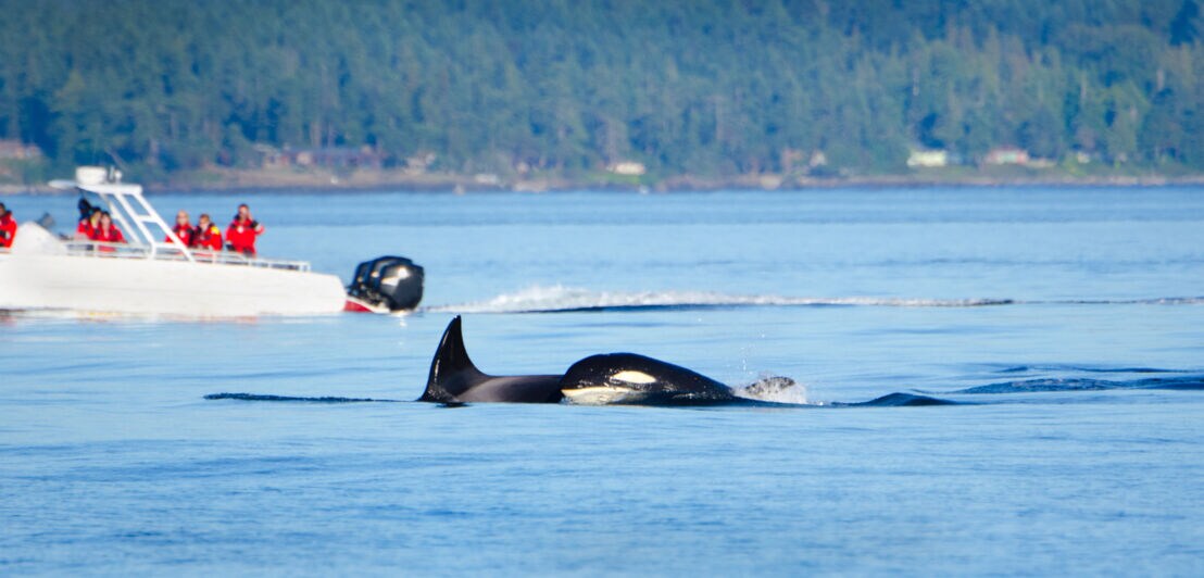 Ein Wal vor der Küste von Vancouver Island in British Columbia