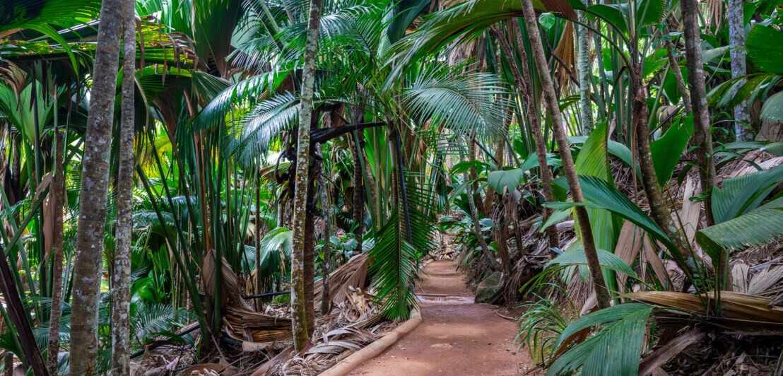 Wanderpfad, der durch einen Wald aus Coco de Mer Palmen führt.