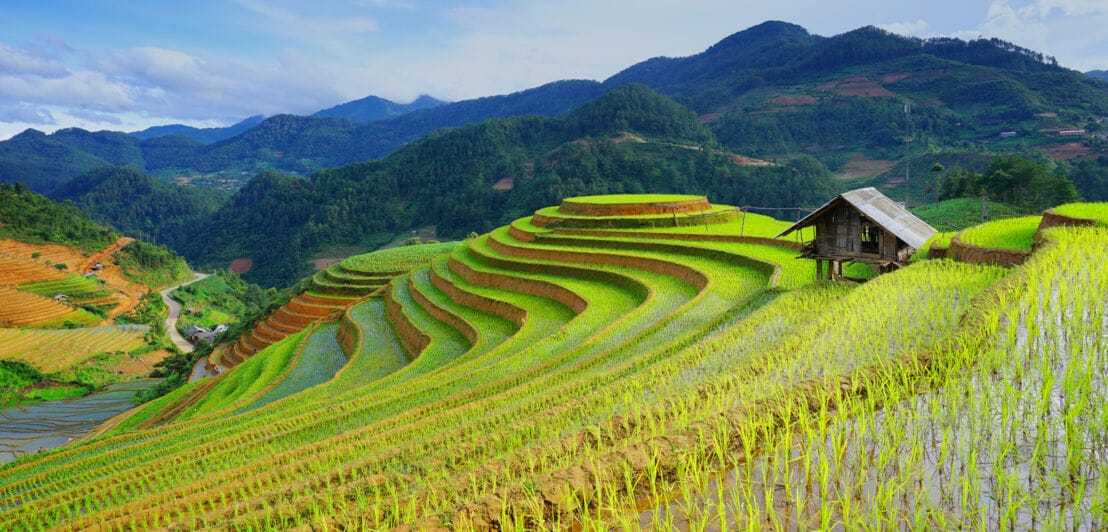 In Terrassen angelegte Reisfelder in der Nähe der vietnamesischen Stadt Sa Pa.