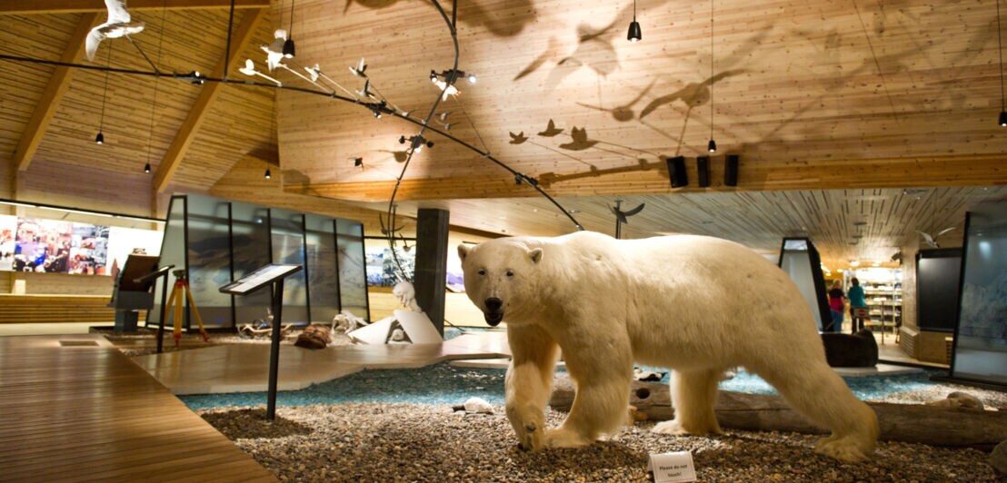 Ein ausgestopfter Eisbär und weitere Exponate in einem Museum mit Holzdach.