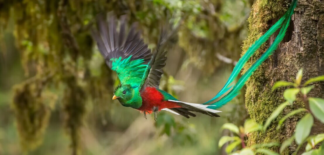 Ein grün-roter Quetzal-Vogel mit langem grünen Schweif im Flug.