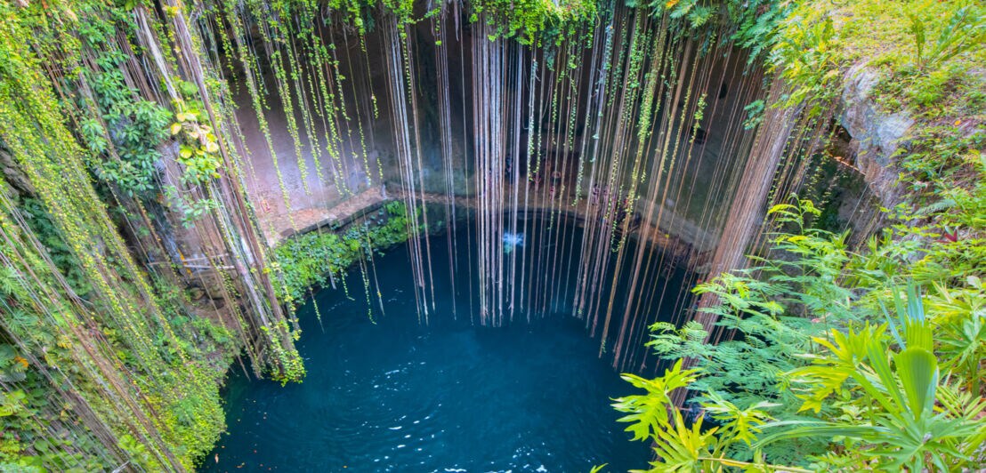 Eine Aufnahme einer mit Wasser gefüllten Höhle von oben, die mit verschiedenen Pflanzen bewachsen ist und in die Lianen hineinragen.