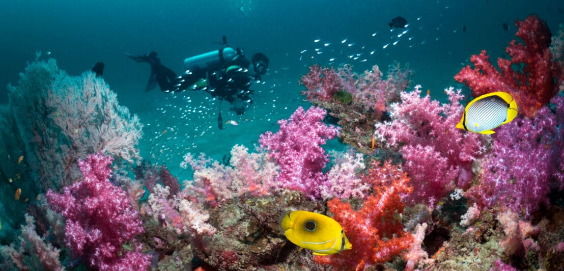 Ein Taucher schwimmt an einem Korallengarten mit gelben Fischen vorbei.