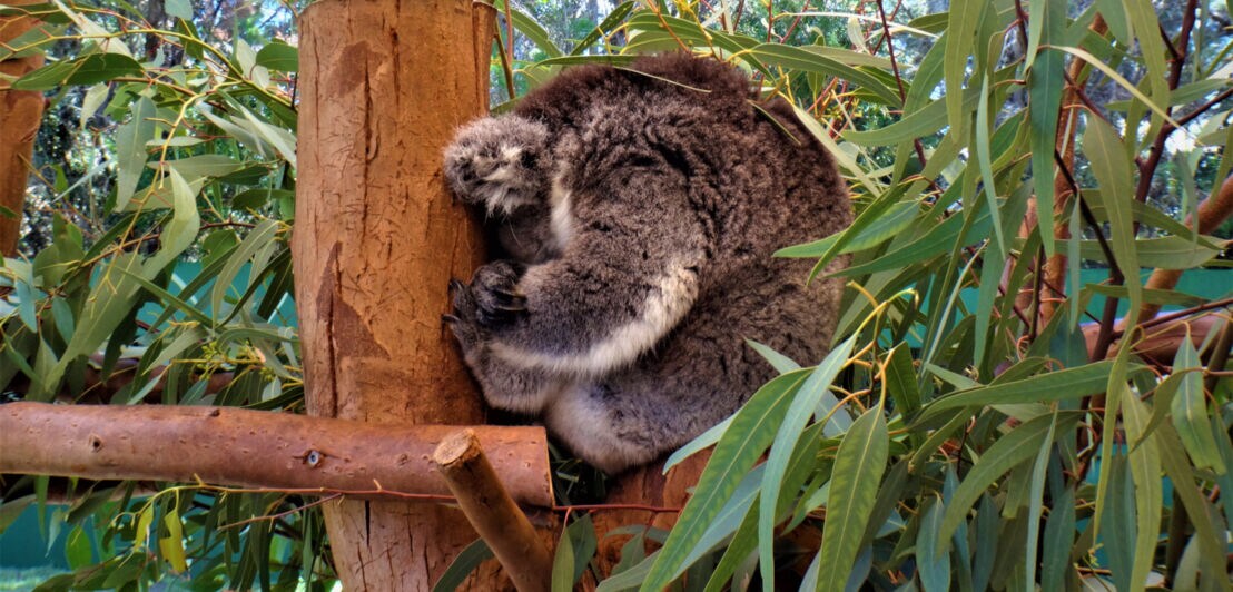 Ein schlafender Koala auf einem Ast.