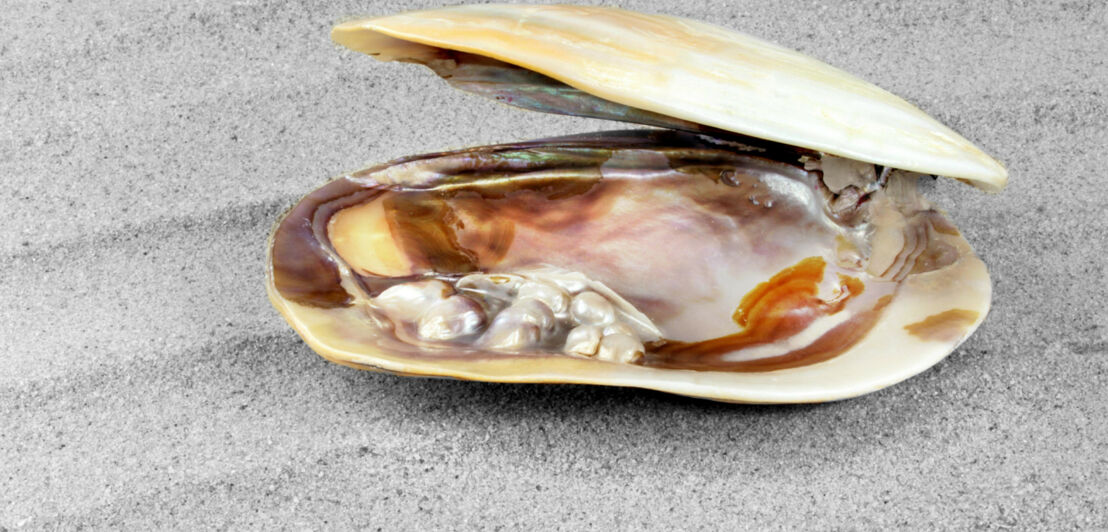 Geöffnete Muschel mit echten Perlen 