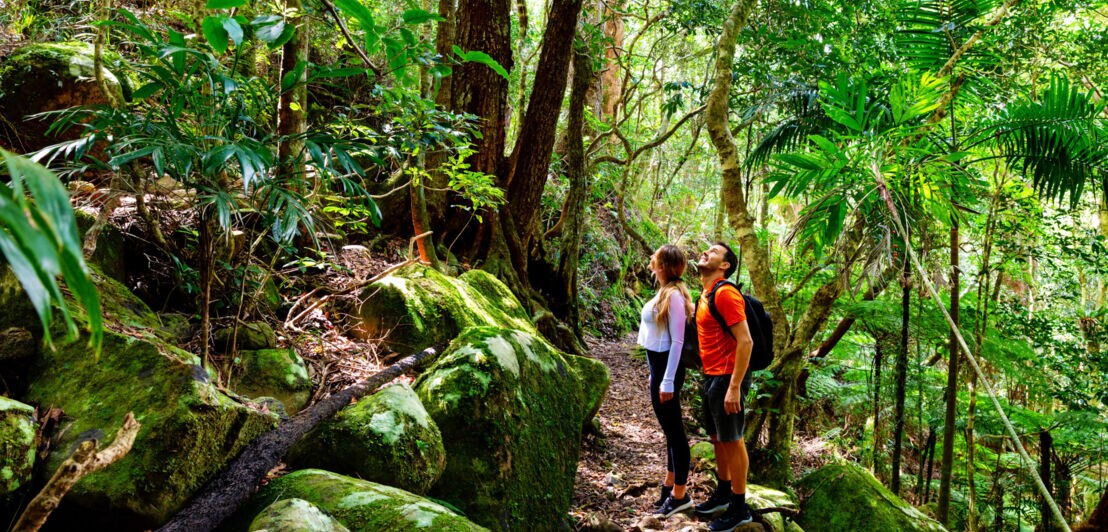 Ein Par mit Rucksäcken auf einem Wanderweg inmitten eines tropischen Dschungels.