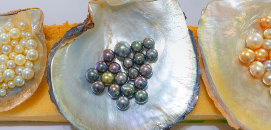 Drei geöffnete Muscheln, in denen jeweils mehrere Perlen unterschiedlicher Größen und Farben liegen.