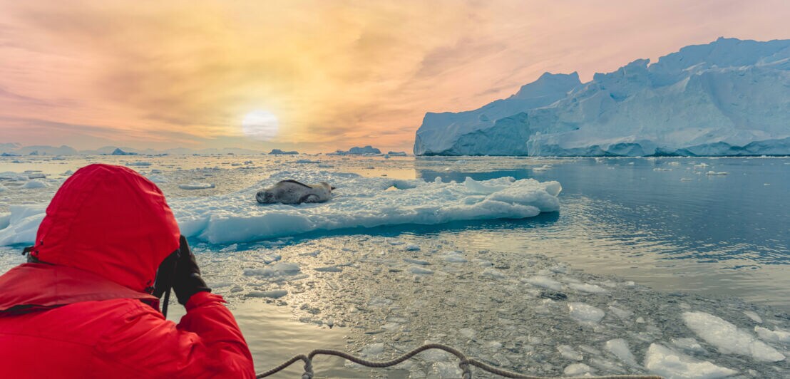 Rückansicht einer Person auf einem Schiff, die einen Seeleoparden auf einer Eisscholle im Sonnenuntergang beobachtet.