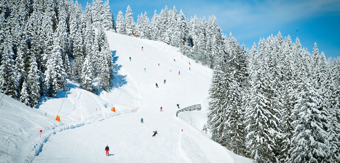 Befahrene Skipiste neben verschneiten Tannen unter blauem Himmel.