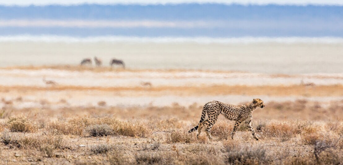 Ein Gepard in einer Trockensavanne.