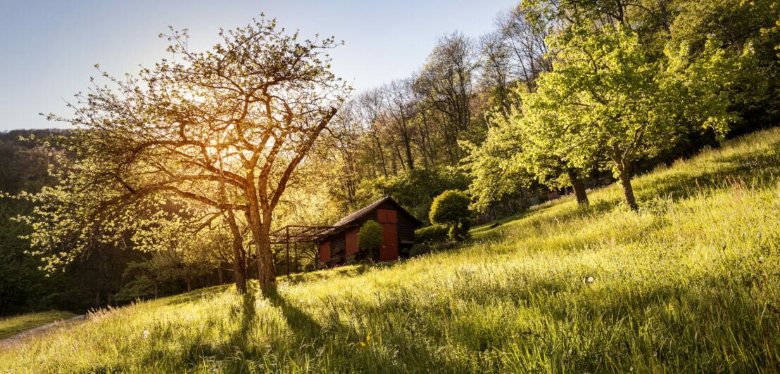 Streuobstwiese in der Schwäbischen Alb bei Sonnenuntergang.