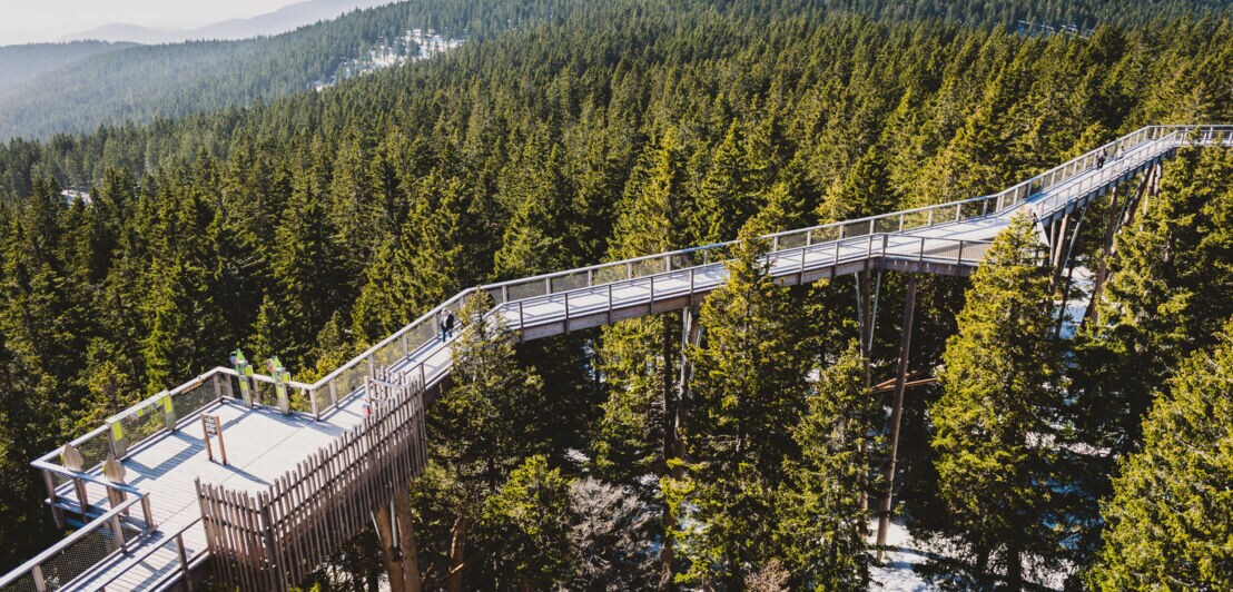 Steg des Baumwipfelpfades Pohorje in Slowenien, der über zahlreiche Baumkronen verläuft.