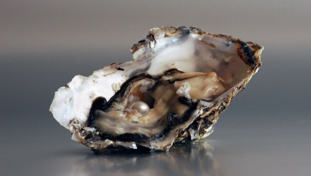 Eine geöffnete Auster mit Perle.