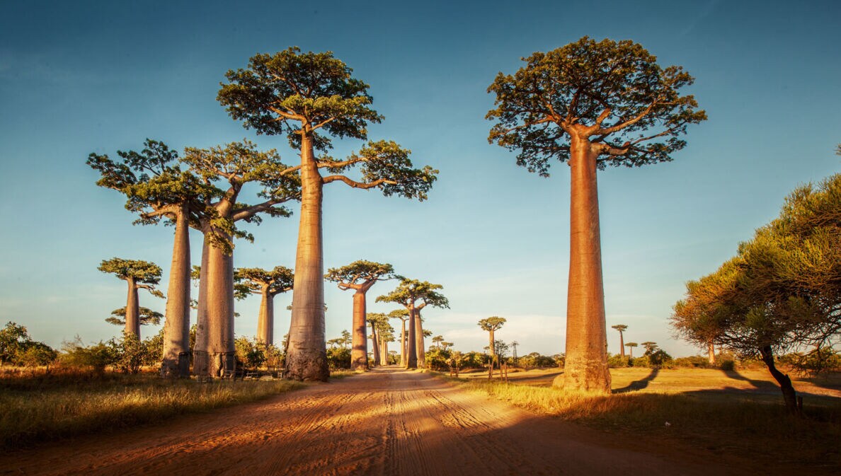 Eine Allee aus Baobab-Bäumen auf Madagaskar.