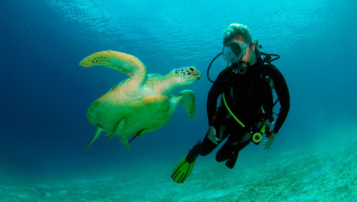 Ein Taucher im Wasser neben einer großen Meeresschildkröte.