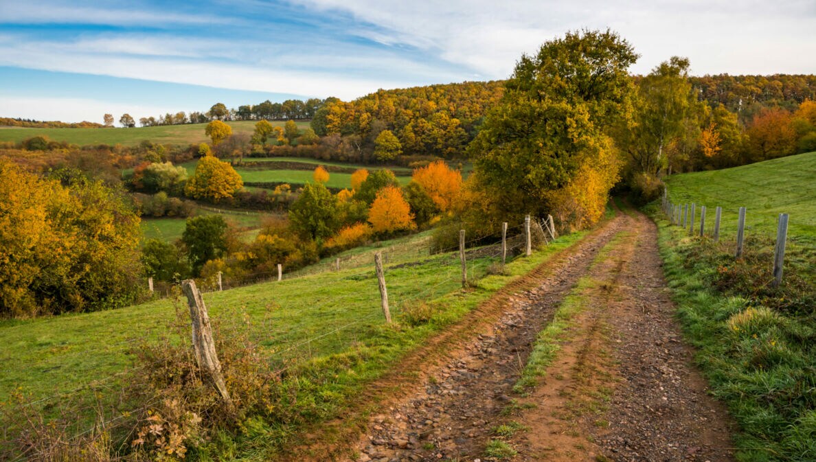 Ein Feldweg durch eine hügelige Wiesen- und Waldlandschaft im Herbst.