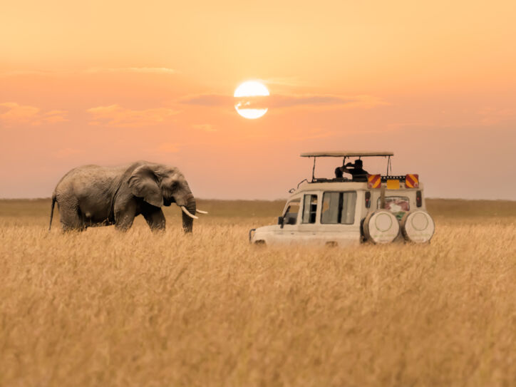 Ein Afrikanischer Elefant, der in der Savanne bei untergehender Sonne auf einen Jeep zugeht