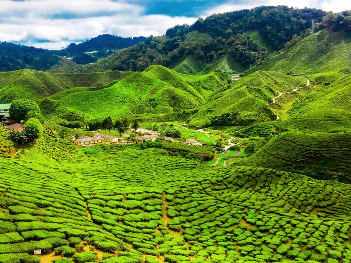 Einige Häuser inmitten leuchtend grüner Hügellandschaft mit Teeplantagen.