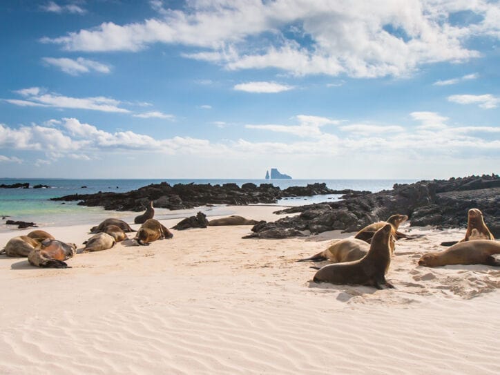 Seelöwen am Strand auf einer der Galapagosinseln.