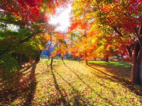 Bunte Bäume im Herbst