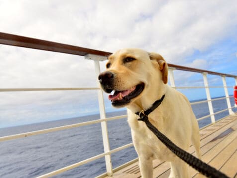 Nahaufnahme eines hellen Labradors an der Reling eines Kreuzfahrtschiffes auf dem Meer.