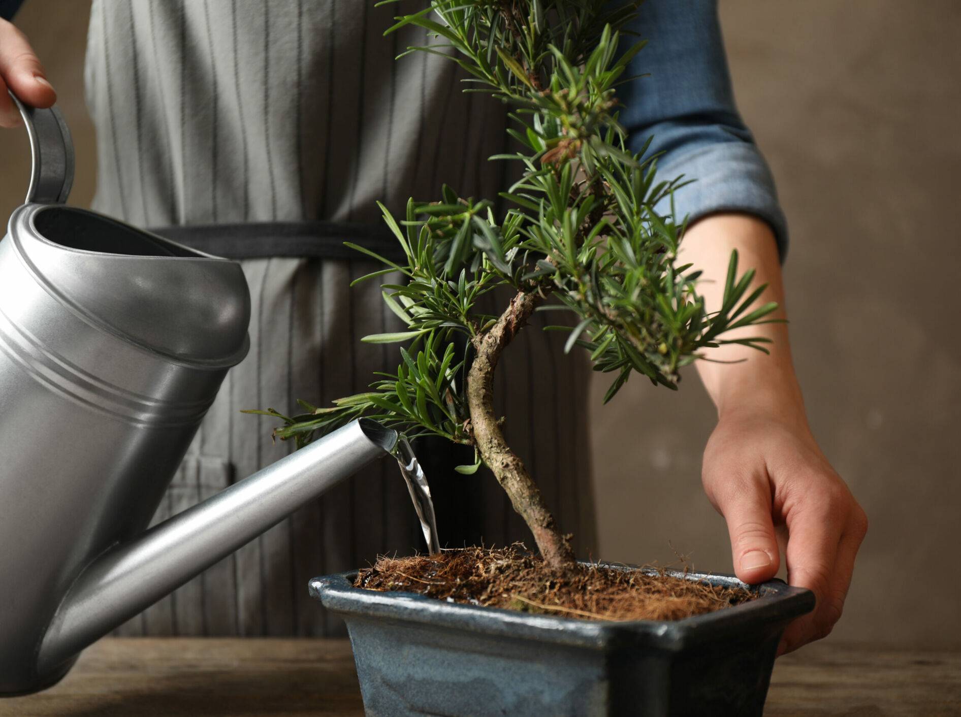 Bonsai Substrat: Optimaler Wachstumsboost für Ihre Bonsai-Pflanze!