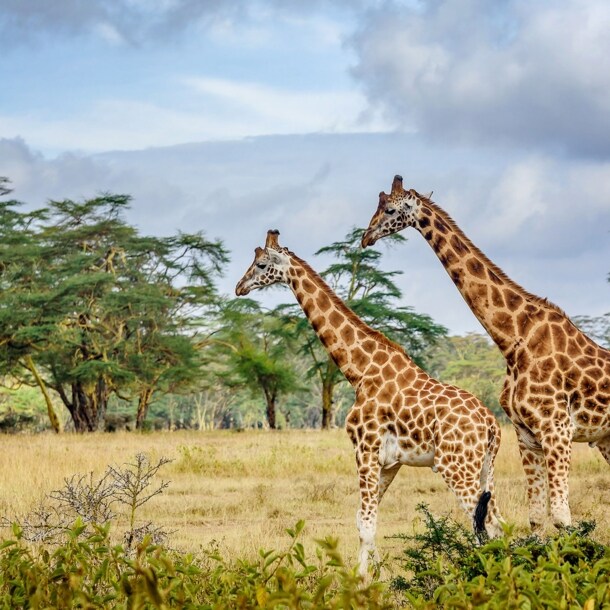Giraffen in der Savanne