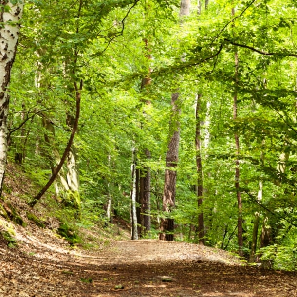 Ein Waldweg mit Laubbäumen rechts und links des Weges