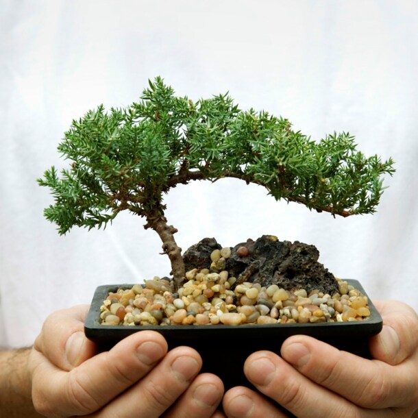 Close-up eines Bonsaibaums, in den Händen eines Mannes