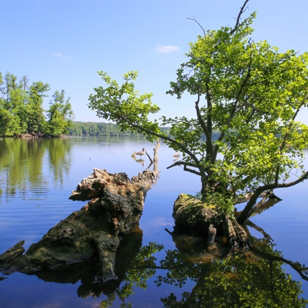 Ein See, umgeben von Bäumen, darin große Wurzeln