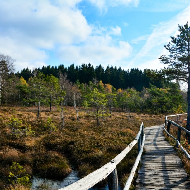 Wanderweg aus Holz führt über ein Hochmoor im Naturpark Bayrische Rhön.