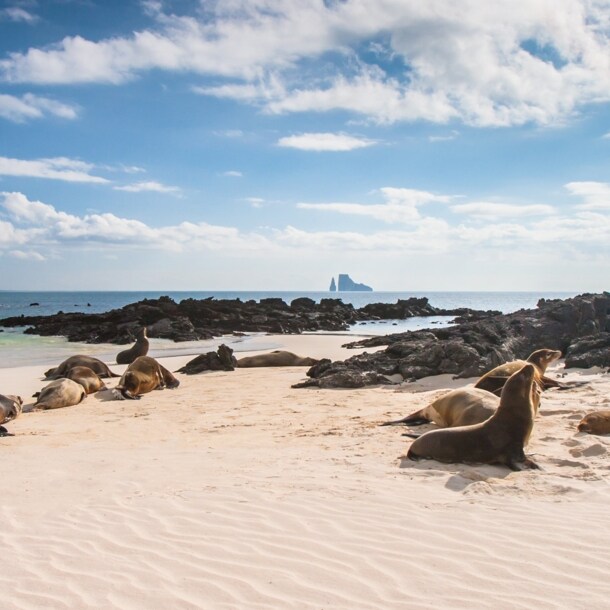 Seelöwen am Strand auf einer der Galapagosinseln.