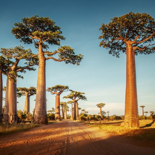 Eine Allee aus Baobab-Bäumen auf Madagaskar.