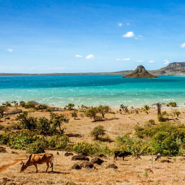 Grasende Rinder in einer Buschlandschaft an einer Küste mit türkisblauem Meer mit kleiner Insel.