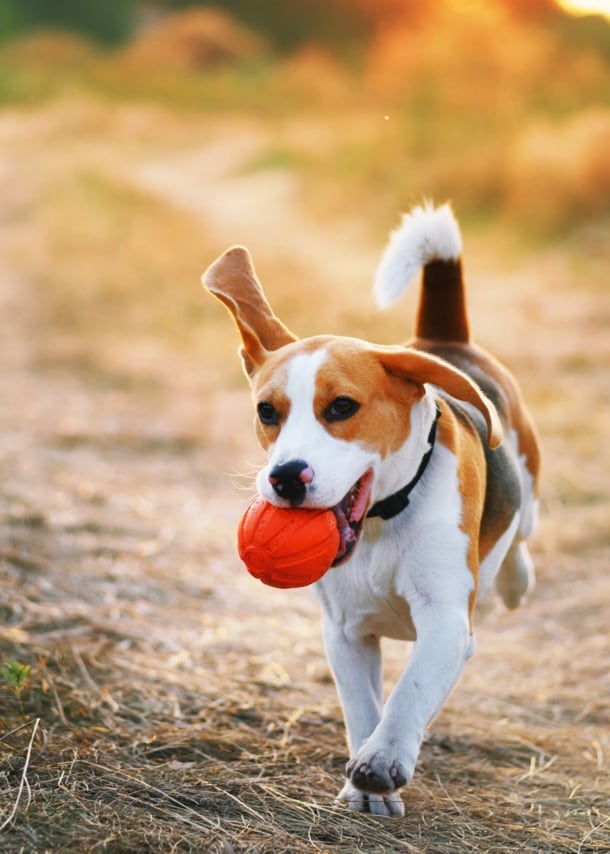 Ein Beagle läuft mit einem orangenen Ball im Maul über eine herbstliche Wiese