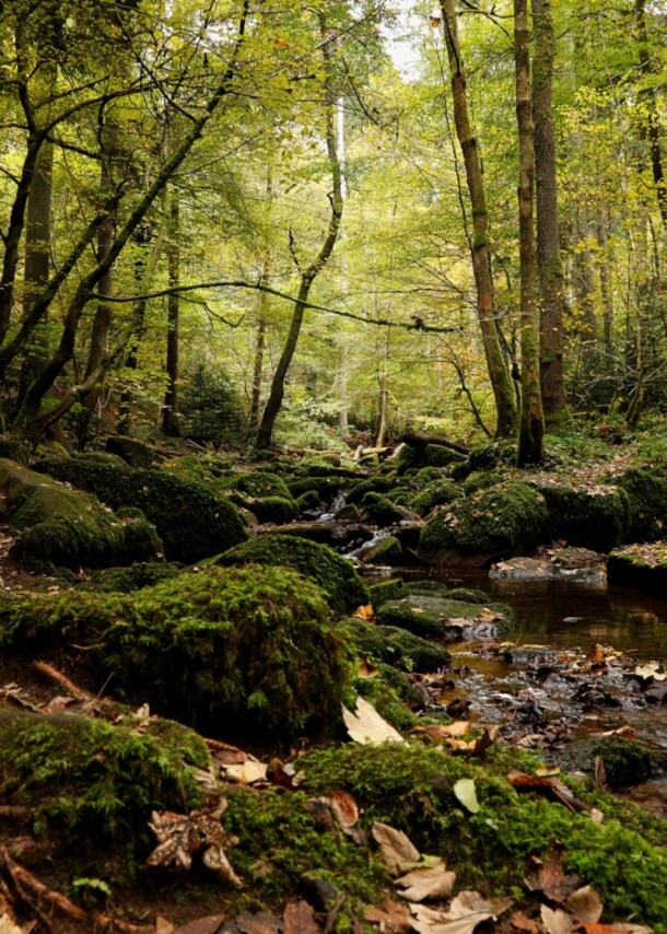 Ein kleiner Bach in einem Wald zwischen Bäumen und moosbewachsenen Steinen