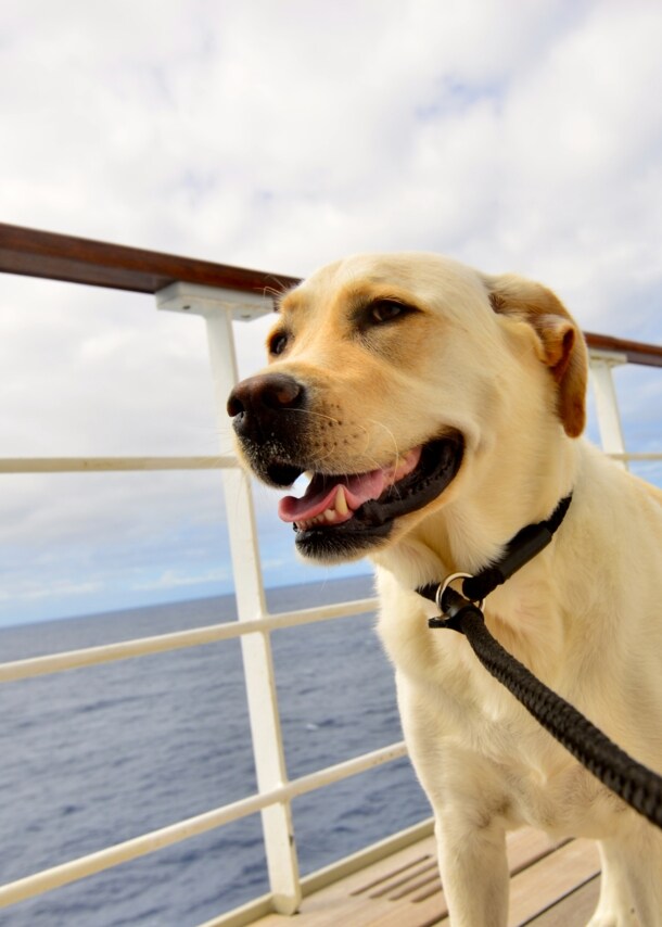 Nahaufnahme eines hellen Labradors an der Reling eines Kreuzfahrtschiffes auf dem Meer.