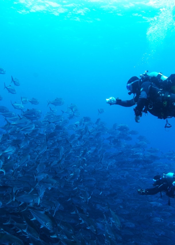 Zwei Tauchende an einem Fischschwarm.