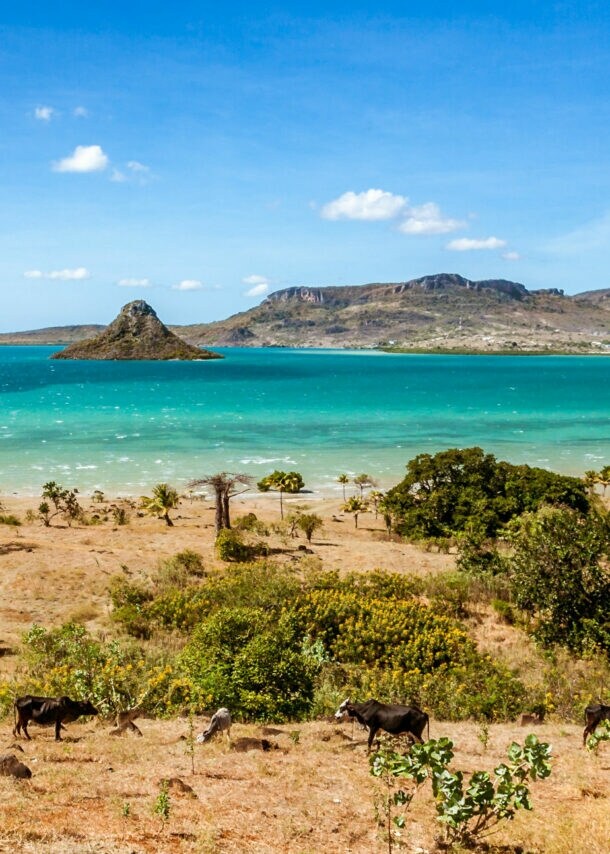 Grasende Rinder in einer Buschlandschaft an einer Küste mit türkisblauem Meer mit kleiner Insel.