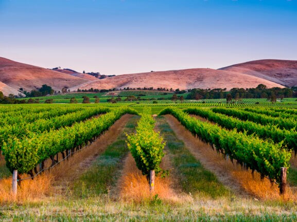 Hügeliges Weinbaugebiet mit grünen Rebstöcken in Reihe im Abendlicht
