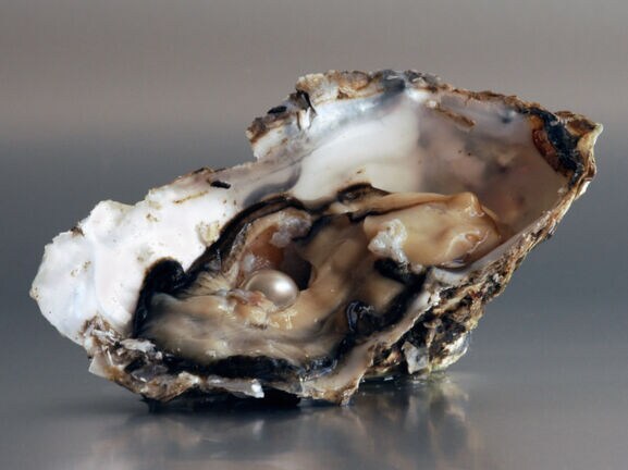 Eine geöffnete Auster mit Perle.