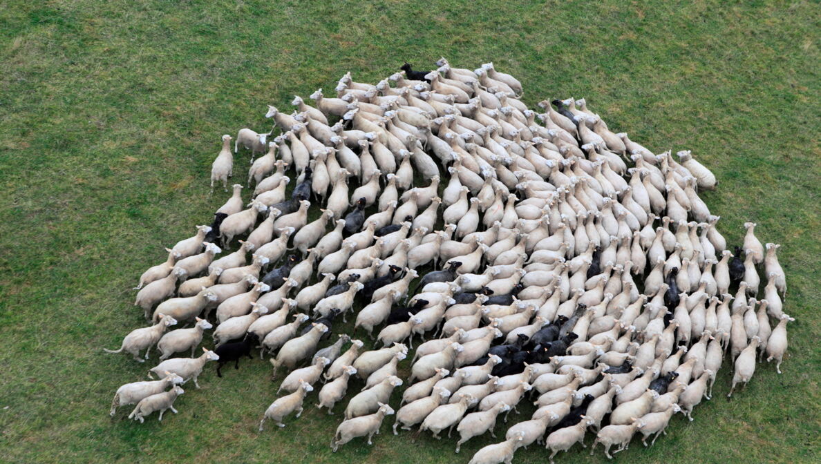Eine Schafherde läuft zusammengedrängt über eine grüne Weide