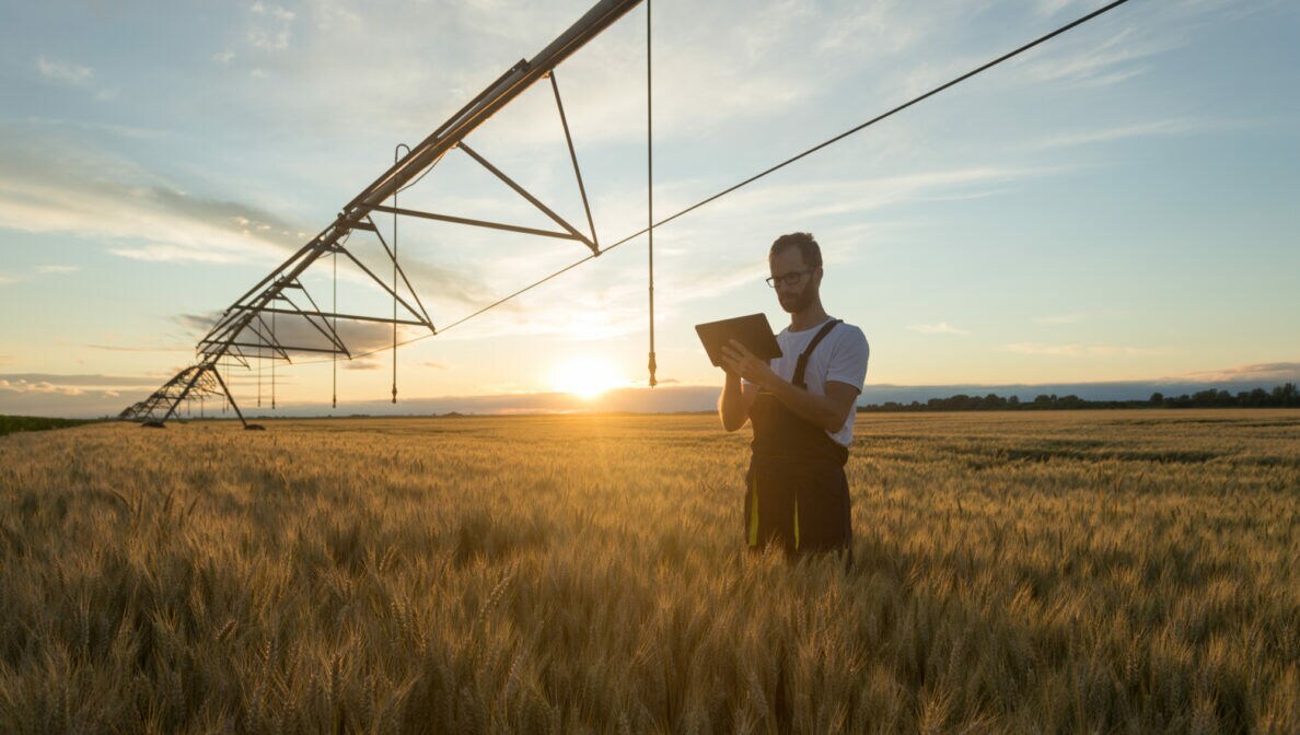 Eine Person steht im Getreidefeld im Sonnenuntergang und blickt auf ein Tablet.