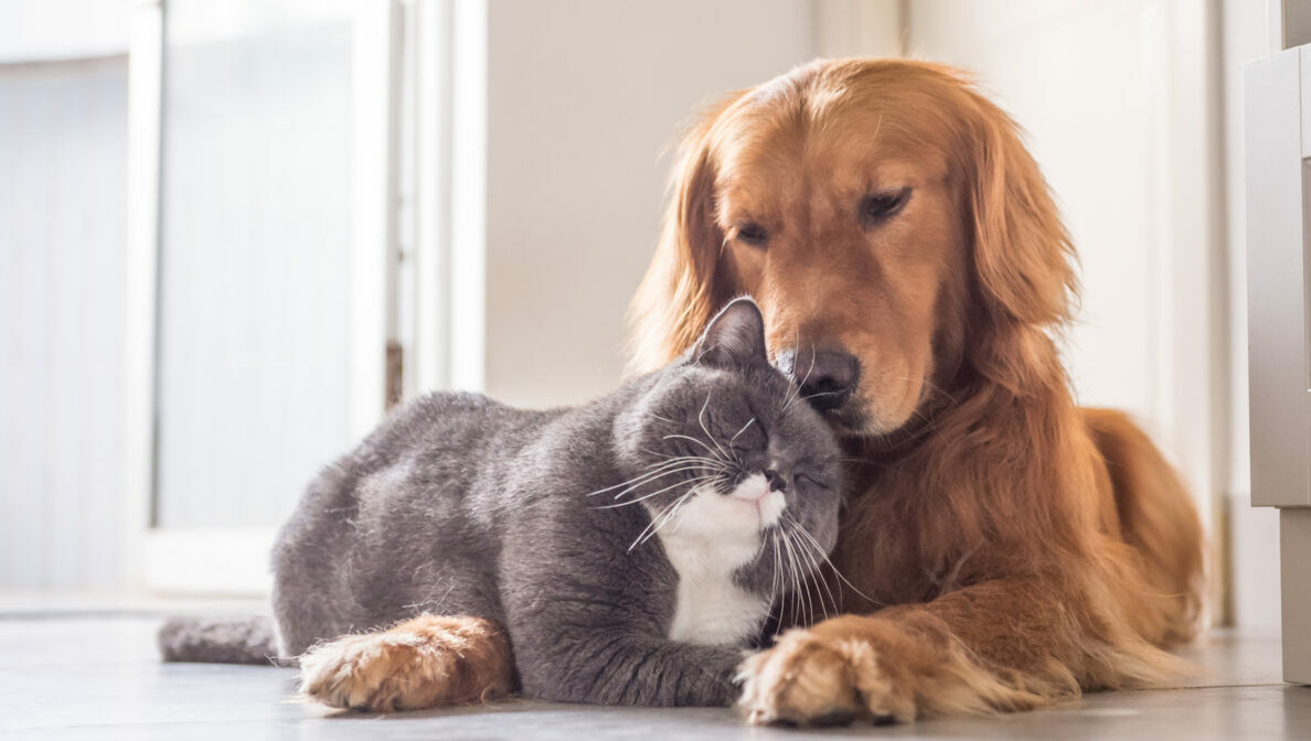 Ein Hund und eine Katze kuscheln miteinander.