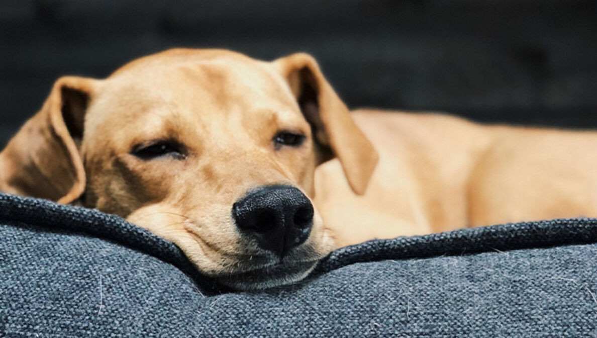 Hund liegt auf der Couch.